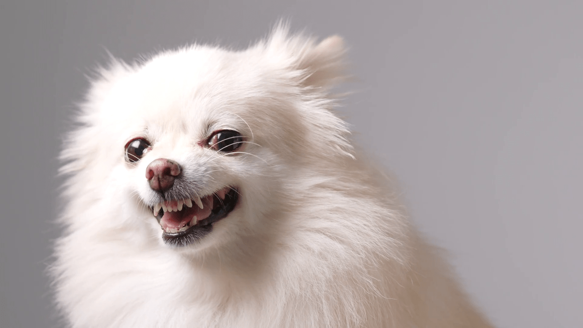 Canciones para sobrevivir CXX – Agosto 18,&nbsp;2019